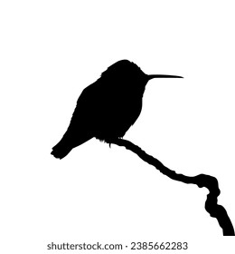 Perched Hummingbird Silhouette, can use Art Illustration, Website, Logo Gram, Pictogram or Graphic Design Element. Vector Illustration