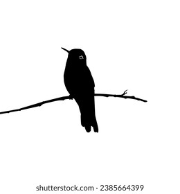 Perched Hummingbird Silhouette, can use Art Illustration, Website, Logo Gram, Pictogram or Graphic Design Element. Vector Illustration