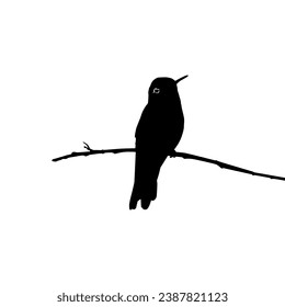 Perched Hummingbird Silhouette, can use Art Illustration, Website, Logo Gram, Pictogram or Graphic Design Element. Vector Illustration