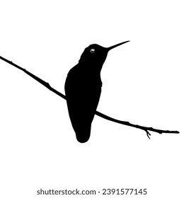 Perched Hummingbird Silhouette, can use Art Illustration, Website, Logo Gram, Pictogram or Graphic Design Element. Vector Illustration