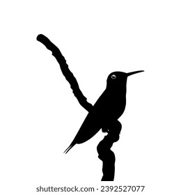 Perched Hummingbird Silhouette, can use Art Illustration, Website, Logo Gram, Pictogram or Graphic Design Element. Vector Illustration
