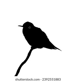 Perched Hummingbird Silhouette, can use Art Illustration, Website, Logo Gram, Pictogram or Graphic Design Element. Vector Illustration