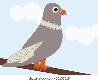 A perched pigeon