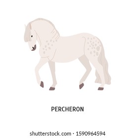 Percheron breed horse flat vector illustration. Beautiful muscled grey spotted stallion isolated on white background. Strong domestic animal. Graceful purebred hoofed mammal, white hoss.