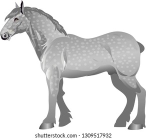 Percheron Horse,  Stallion Galop ,  Animal - Vector Illustration