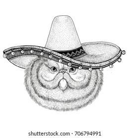 Percian cat wearing sombero Vector illustration Old classic vintage style illustration for t-shirt, poster, banner, embem, badge, tattoo, zoo