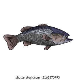 Perciformes Fish Vector White Background