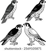 Peregrine falcon bird bundle line art and illustrator eps
