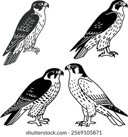 Peregrine falcon bird bundle line art and illustrator eps