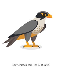 Peregrine Falcon bird isolated flat vector illustration on white background