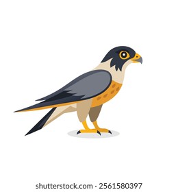 
Peregrine Falcon Bird isolated flat vector illustration on white background