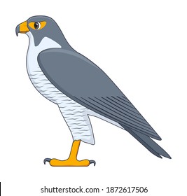 Peregrine falcon bird on a white background. Cartoon style vector illustration