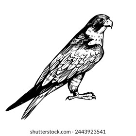 Peregrine falcon, bird of prey, vector sketch illustration, hand drawn, black outline