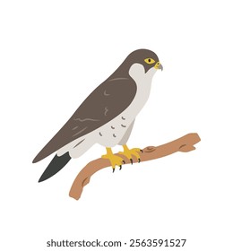 Peregrine falcon cartoon clipart. Falcon vector illustration in flat style. Hand-drawn wild animal concept