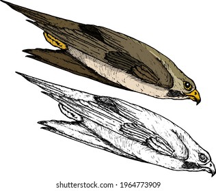 Peregrine falcon diving headlong forward. Hand drawn vector illustration.