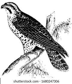 Peregrine Falken ist leicht zu verstehen, dass diese Vögel Terror auslösen, egal wohin sie gehen, Vintage-Linien-Zeichnung oder Gravur-Illustration.