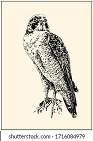 Peregrine falcon (Falco peregrinus). Black and white hand drawing with pen and ink. Engraving, etching, sketch style.