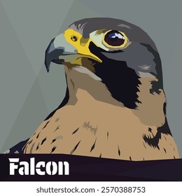 peregrine falcon (Falco peregrinus) head close up