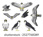 Peregrine Falcon Falconry Bird Various Poses Cartoon Vector Character