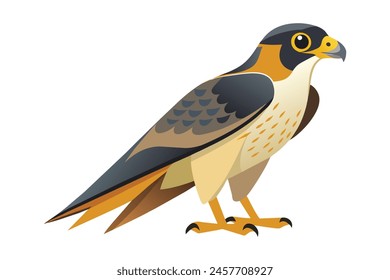 Peregrine flat vector illustration on white background