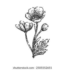 perennial buttercup hand drawn. petals garden, nature plant, beauty spring perennial buttercup vector sketch. isolated black illustration
