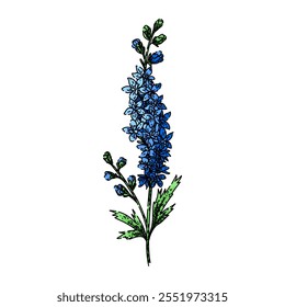 mehrjährige Delphinium handgezeichnet. blüht blau, spikes hütte, garten giftig mehrjährige delphinium vektor skizze. einzelne Farbgrafik