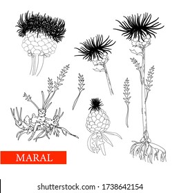 perennial herbaceous plant family Astral, maral root, maral. Linear drawing on a white background isolated.