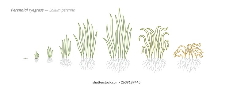 Perennial Ryegrass Growth Stages Botanical Illustration for Agribusiness and Crop Treatment.
