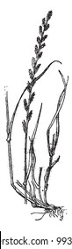 Perennial Ryegrass or Lolium perenne, vintage engraved illustration. Dictionary of words and things - Larive and Fleury - 1895.