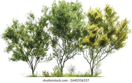 Perennial tree shapes vector, cutout forestry isolation, forest elements, tree design, nature silhouette, isolated tree image, tree graphic, botanical vector illustration