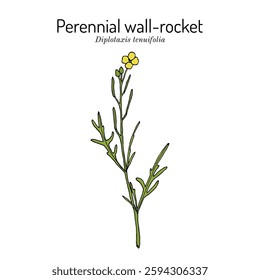 Perennial wall-rocket, Diplotaxis tenuifolia, medicinal and edible plant. Hand drawn botanical vector illustration