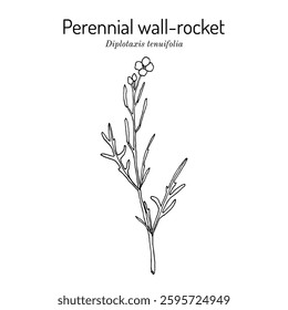 Perennial wall-rocket, Diplotaxis tenuifolia, medicinal and edible plant. Hand drawn botanical vector illustration