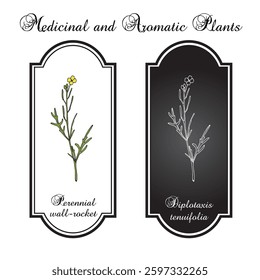 Perennial wall-rocket, Diplotaxis tenuifolia, medicinal and edible plant. Hand drawn botanical vector illustration