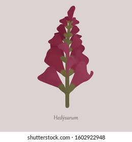 Perennial wild plant Hedysarum with purple bloom. Grassy ornamental and fodder plant, stem and flowers on a gray background.