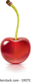Perfect cherry. The vector illustration of a cherry fruit isolated on white