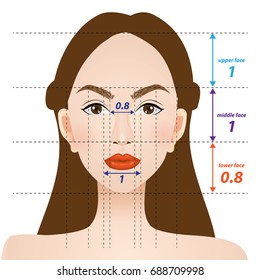 perfect face proportions vector illustration