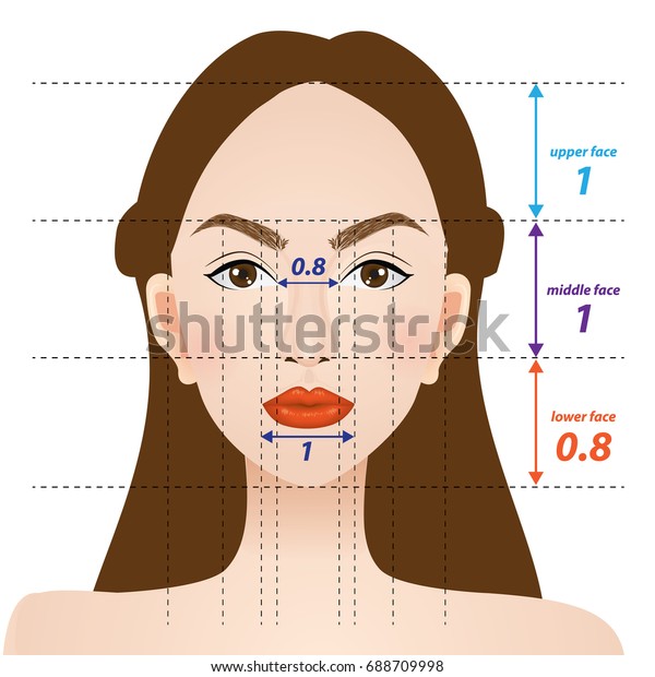 Perfect Face Proportions Vector Illustration Arkivvektor Royaltyfri 688709998