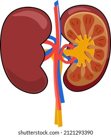 perfect kidney illustration, transparent side.