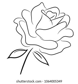 A perfect rose drawing