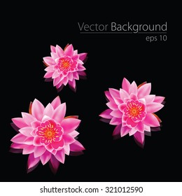 Perfect water Lilly vector eps10