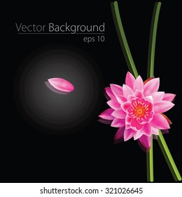 Perfect water lilly vector eps10
