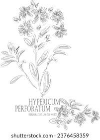 Perforate St. John's Wort flowers vector contour. Medicinal Hypericum perforatum plant outline. Set of Hypericum perforatum in Line for pharmaceuticals. Contour drawing of medicinal herbs