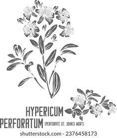 Perforate St. John's Wort vector silhouette. Medicinal Hypericum perforatum plant outline. Set of Hypericum perforatum flowers in Line for pharmaceuticals. Contour drawing of medicinal herbs
