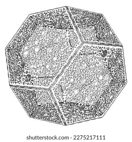 Perforated Polyhedron With Hexagon And Square Sides Solid Shape Vector 02. Illustration Isolated On White Background. A Vector Illustration Of Geometric Shape. Platonic Solids. Geometric Figures.