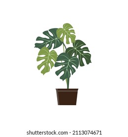 The perforated widow Adansonii monstera vector illustration design is suitable for vector illustration