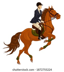 Performance at show jumping competitions. Bay horse reared and bent its front legs. Rider dressed in jacket and breeches sits on a stallion equipped with sport tack. Vector clip art for equitation.