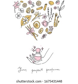 Perfume recipe, bottle and ingredients. Doodle vector illustration. Simple hand drawn style.