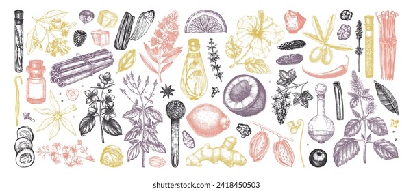 Perfumery and cosmetics ingredients collection. Flower, fruit, spice, herb sketches.  Aromatic plants hand drawn vector illustration.