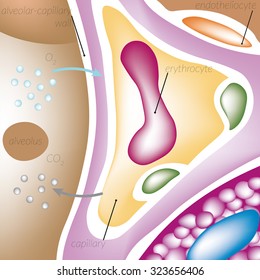 Perfusion of blood through the capillaries of the lungs, alveolar-capillary wall, the alveoli, oxygen, carbon dioxide, endotheliocyte, erythrocyte capillary.

