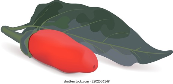 Peri peri peppers. Peri peri peppers. Piri Piri. Piripiri. Pili pili. Bird's eye peppers. Siling labuyo. Fresh organic vegetarian vegetables. Vector illustration isolated on white background.